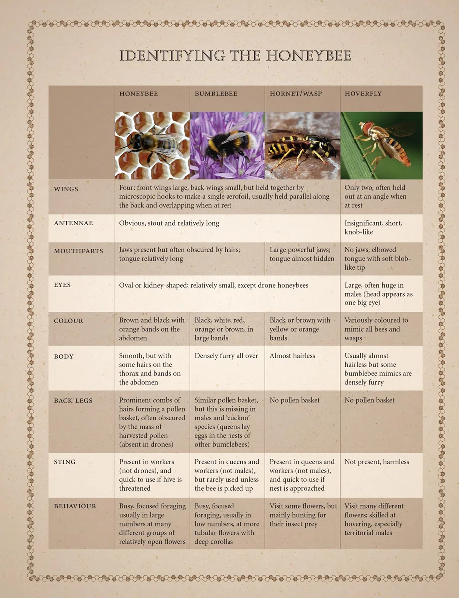 Collins Beekeeper’s Bible: Bees, honey, recipes and other home uses