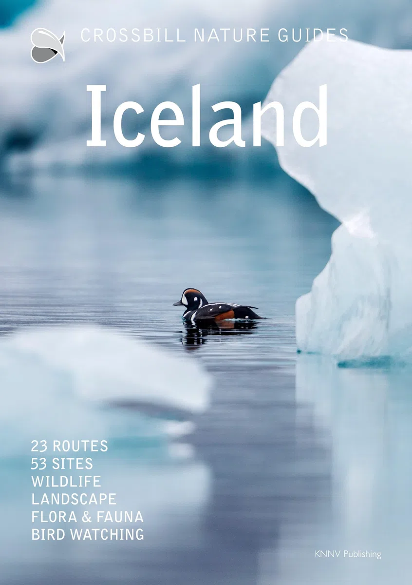 Iceland: wildlife | routes | ecology | birds: 45