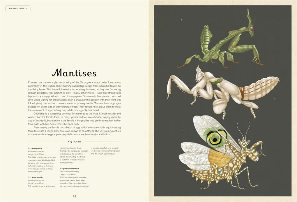 Insectarium: A lavishly illustrated guide to the world of insects in the bestselling Welcome to the Museum series