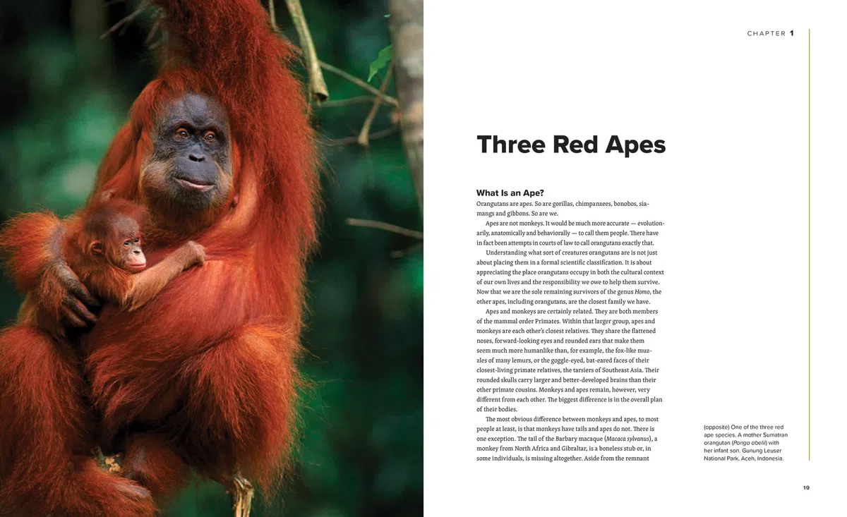 Orangutans: Their History, Natural History and Conservation