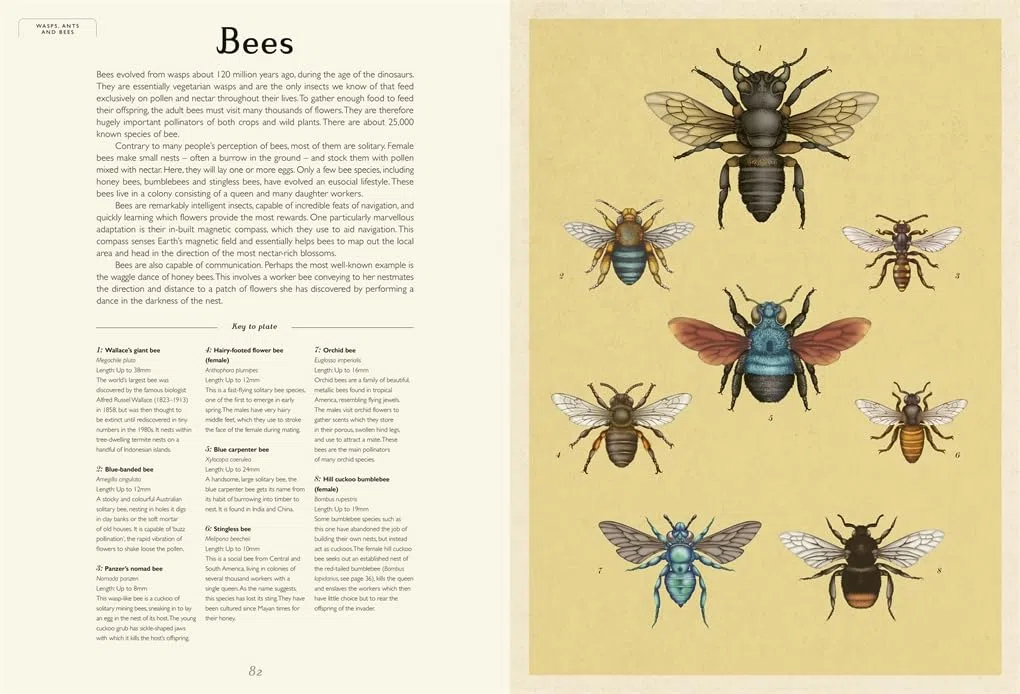 Insectarium: A lavishly illustrated guide to the world of insects in the bestselling Welcome to the Museum series
