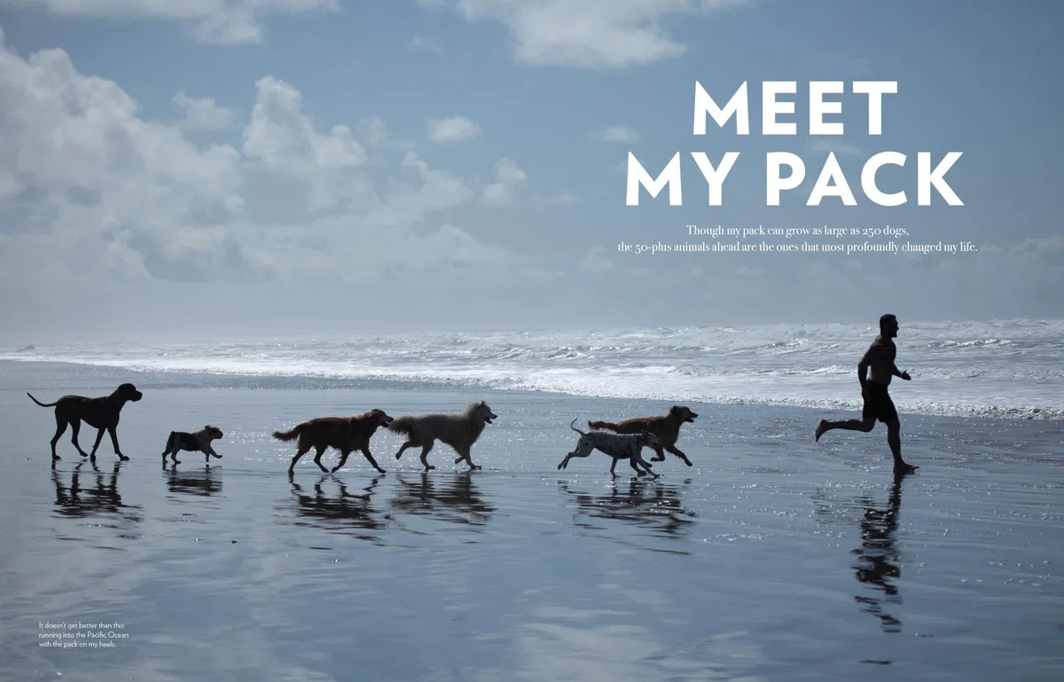 Saved by the Pack: How 50 Dogs Helped Me Find My Purpose