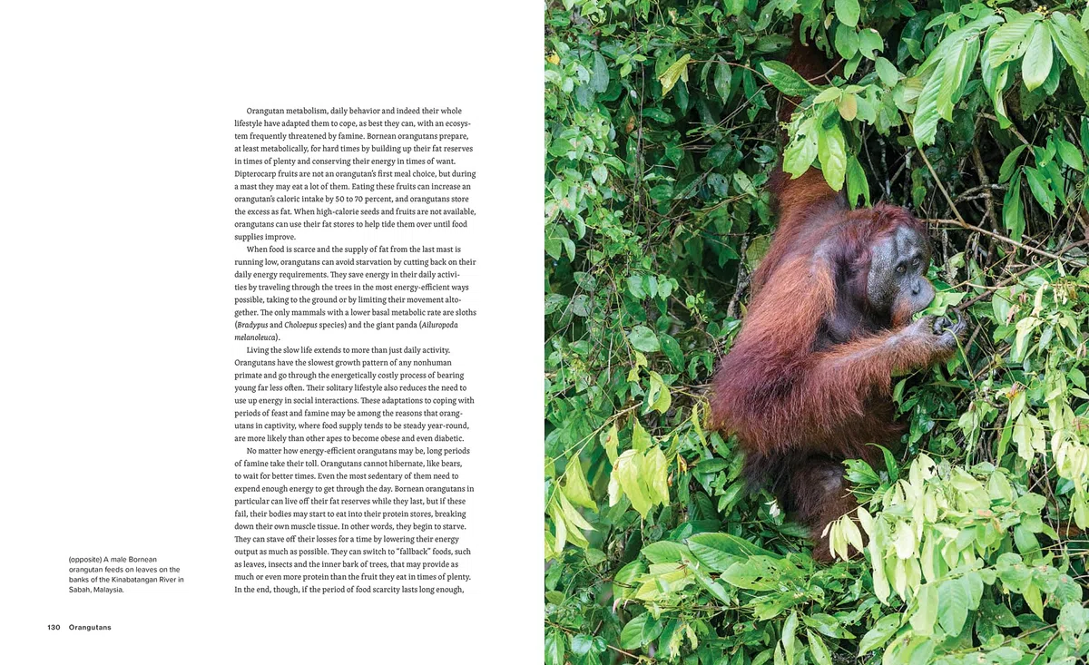 Orangutans: Their History, Natural History and Conservation