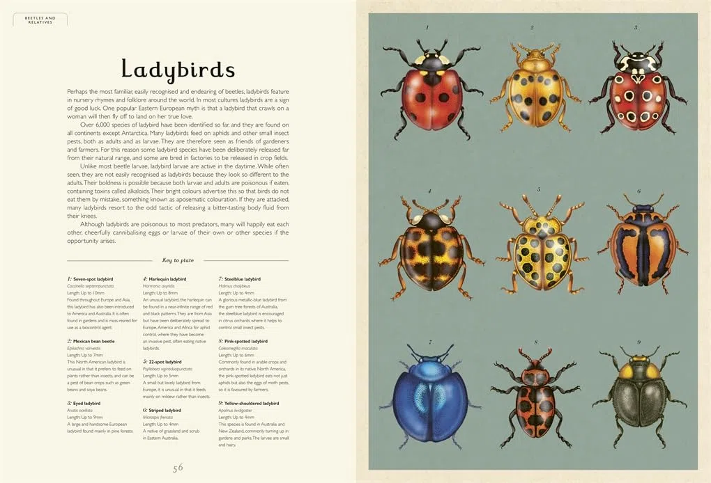 Insectarium: A lavishly illustrated guide to the world of insects in the bestselling Welcome to the Museum series