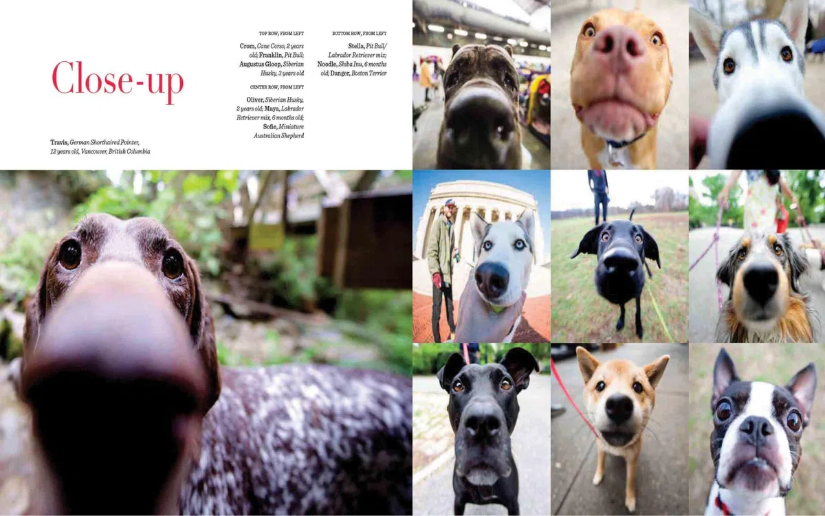 The Dogist: Photographic Encounters with 1,000 Dogs